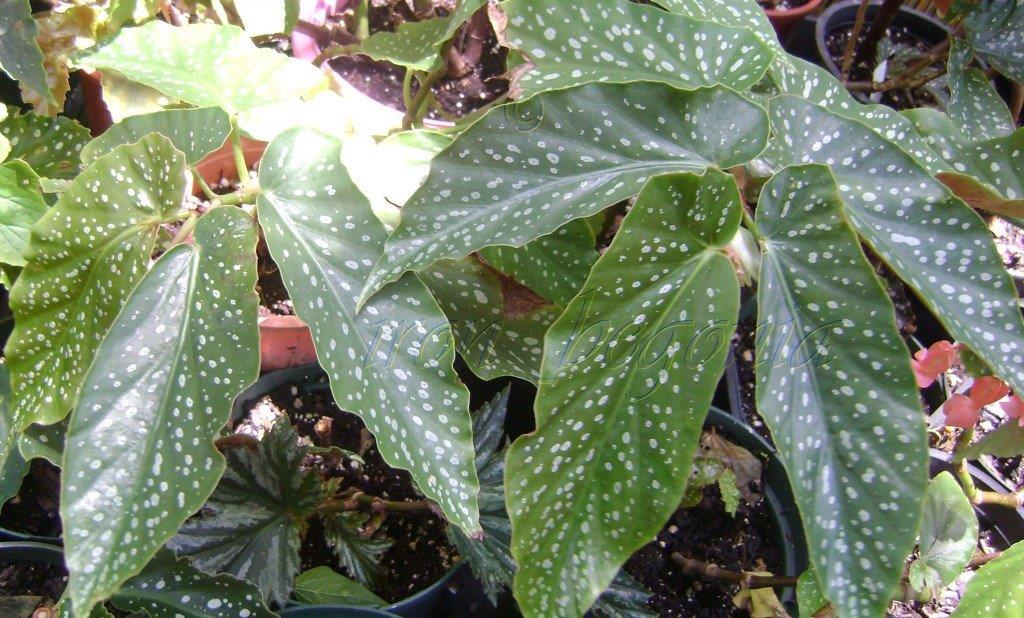 B. ‘Crystal White’